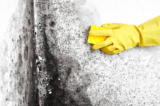 Hales Corners, WI Mold Remediation Company