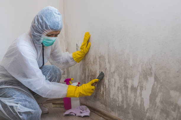 Best Industrial Mold Remediation in Hales Corners, WI