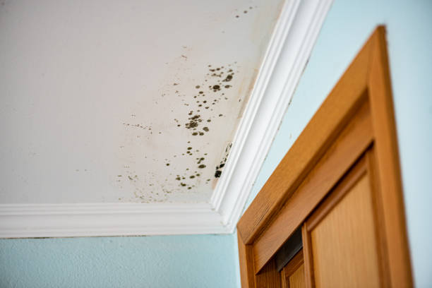 Best Emergency Mold Remediation in Hales Corners, WI