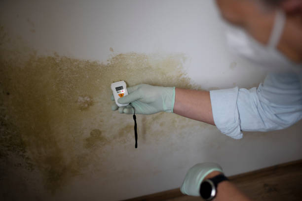 Best Post-Remediation Services in Hales Corners, WI