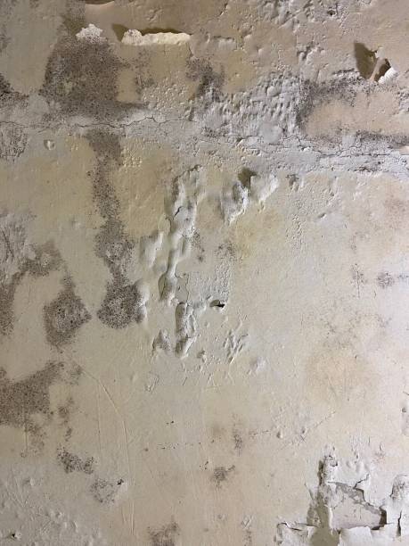 Best DIY Mold Remediation Support Services in Hales Corners, WI