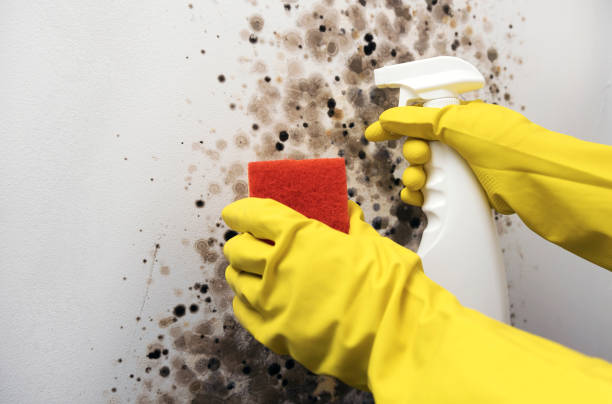Best Insurance-Related Mold Remediation in Hales Corners, WI
